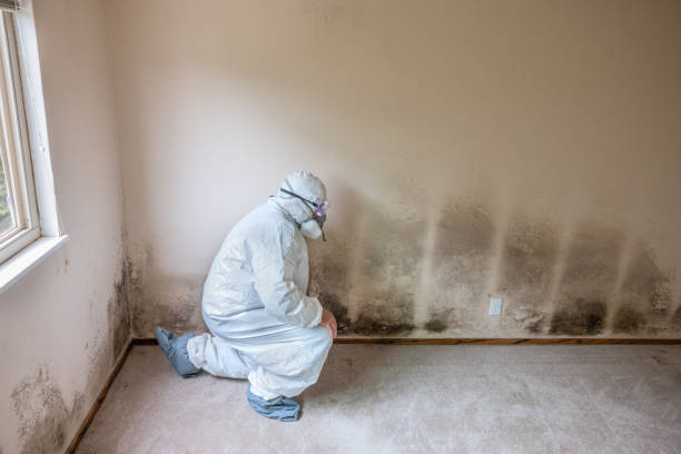 Why You Should Choose Our Mold Remediation Services in Harahan, LA